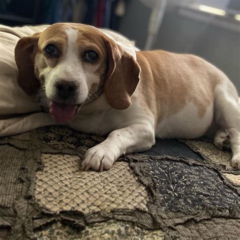 GLENOLDEN ANIMAL HOSPITAL - Glenolden PA - Hours, Directions, Reviews ...