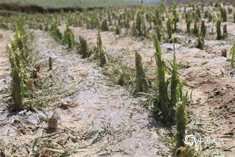武鸣暴雨致农作物被淹-广西高清图片-中国天气网