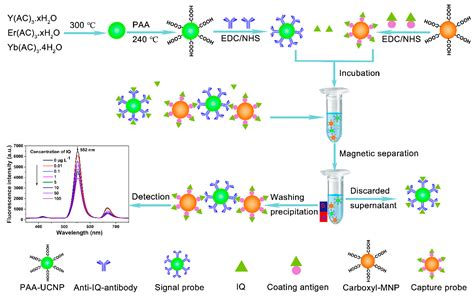 Upconversion Nanoparticles-Based Fluorescence Immunoassay for the ...