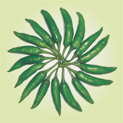 SV1947HA Pepper SEMINIS