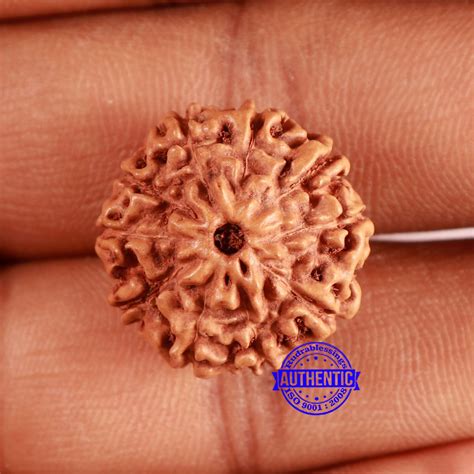 10 Mukhi Rudraksha from Indonesia - Bead No. 198 – Rudra and Sons