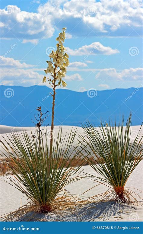 Yucca Plant White Sands National Monument Stock Image - Image of yucca ...