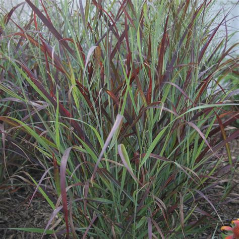Panicum virg. Ruby Ribbons™ - Van Berkum Nursery