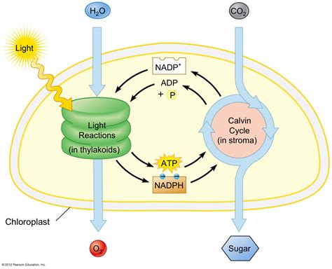 What Is The Reaction Of Photosynthesis Equation With Symbols