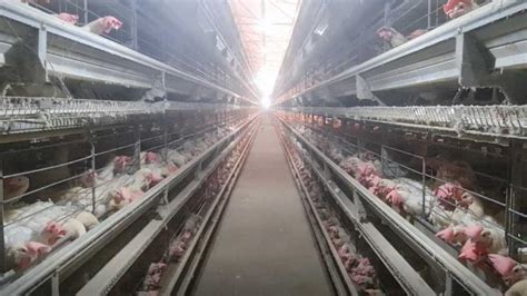 पोल्ट्री फार्म खोलना चाहते हैं तो जानें कितने तरह का होता है मुर्गी ...