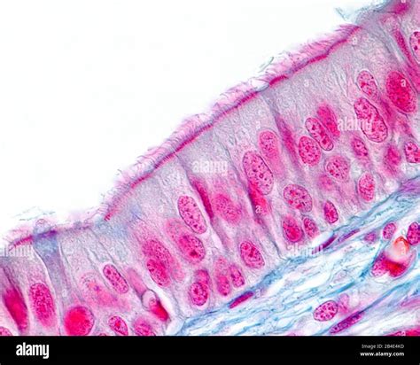 Ciliated Pseudostratified Columnar Epithelium Trachea