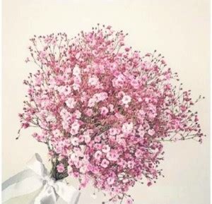 ACCELCROP Gypsophila Gypsy Deep Rose Flower Seed Price in India - Buy ...