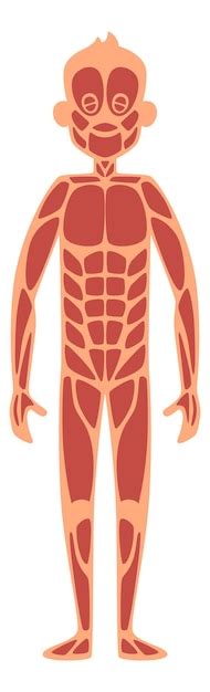 A clipart image of a human body with muscles highlighted. #5784165