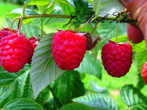红树莓在欧美很受欢迎 | A L A B I J I