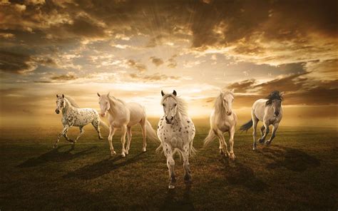 [100+] White Horse Wallpapers | Wallpapers.com