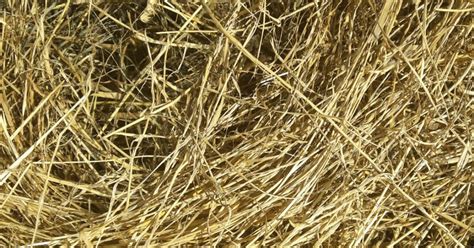 Erweiterungen und mehr - Allergie beim Pferd