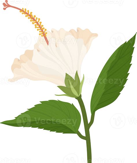 White Hibiscus Flower