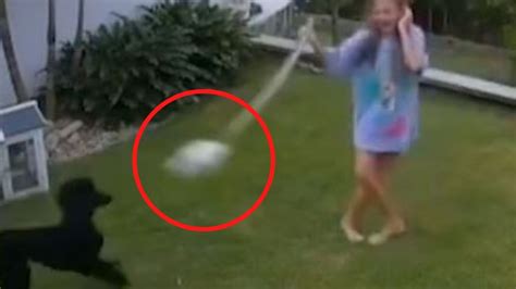 Python vs Guinea Pig 的图像结果