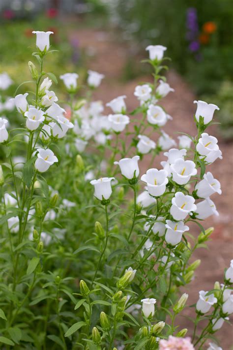 White Bell Flowers, Tall Flowers, Flowers For You, Little Flowers ...