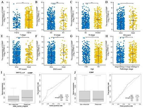 TGF-β Pathways Stratify Colorectal Cancer into Two Subtypes with ...