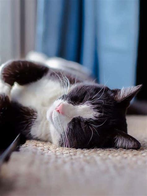 Image result for Cat Coding at Computer Pic