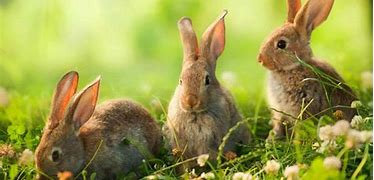 Image result for Wild Rabbits Habitat