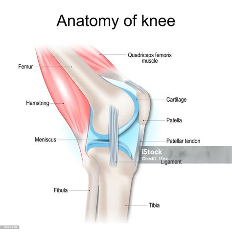 Knee Anatomy Structure Of Knee Joint Stock Illustration - Download Image Now - Anatomy, Knee ...