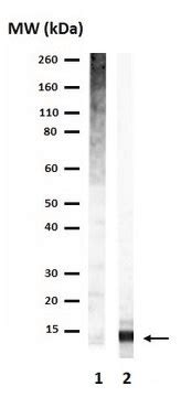 Anti-Ubiquitin Antibody Upstate®, from rabbit | Sigma-Aldrich