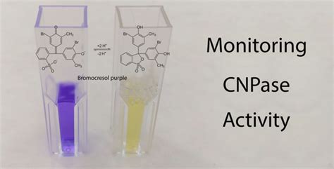 2′-3′-Cyclic Nucleotide 3′-Phosphodiesterase Inhibition by ...