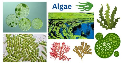 Algae: Characteristics, Classes, Structure, Reproduction, Importance