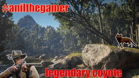 Rdr2 Coyote Location Guide _ Rdr2 Legendary Animal Locations - HOBH