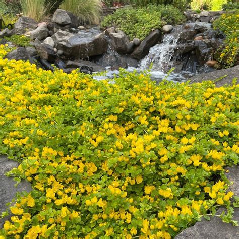 Lysimachia nummularia - Creeping Jenny (3.5" Pot) | Little Prince of ...