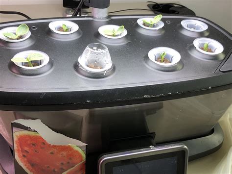 Growing Sugar Baby watermelons in my AeroGarden. Sure it'll work : r ...