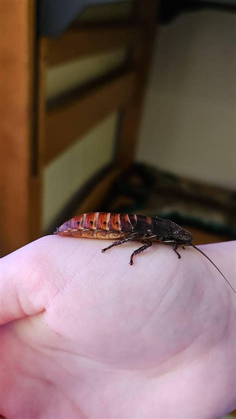 Pregnant or molt? : r/roaches