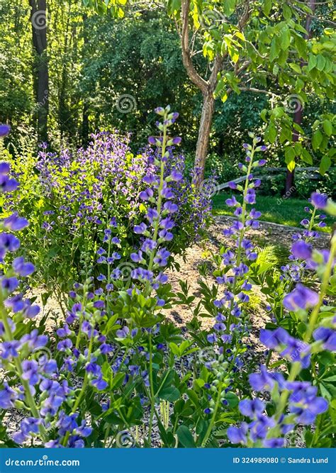 Tall Purple Wildflowers Growing by Green Trees in Wisconsin Nature ...