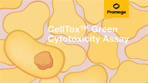 Interpreting Multiplexing Data Using The CellTox Green Cytotoxicity Assay