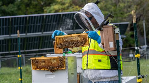 Dominion Energy pairs solar with honey bees to preserve agricultural land • Virginia Mercury