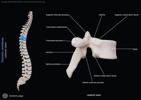 Thoracic Vertebra Labeled