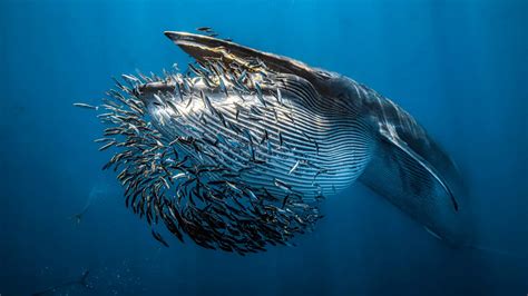 11 remarkable images from the Underwater Photographer of the Year ...