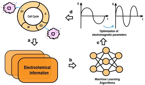 Precise Electromagnetic Modulation of the Cell Cycle and Its ...