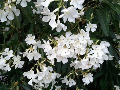 White Oleander Flower