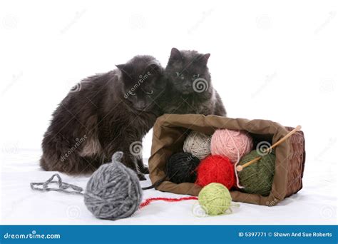 Two Cats Playing With Yarn