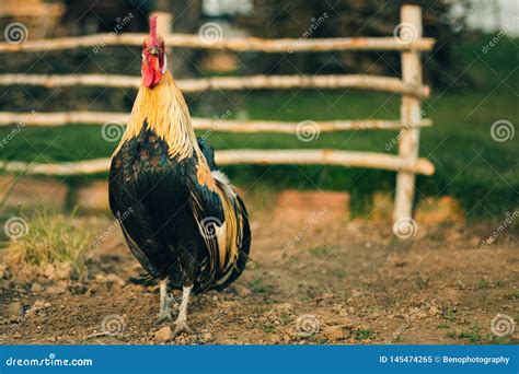 Golden Phoenix Rooster On The Traditional Rural Farmyard. Free Range ...