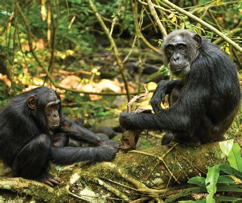 Can A Human And Chimpanzee Reproduce And What Does Science Say