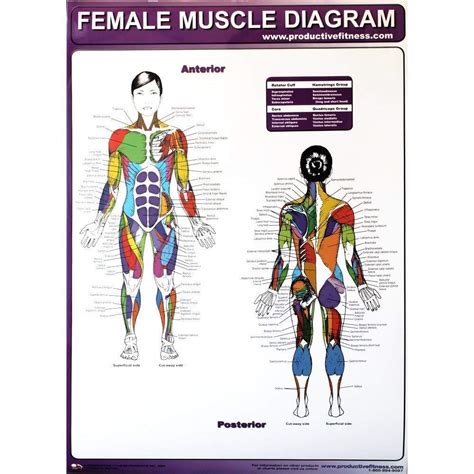 STORE99® in Imported Product Productive Fitness Poster Series Female ...