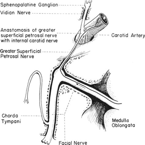 Hiatus For Greater Petrosal Nerve