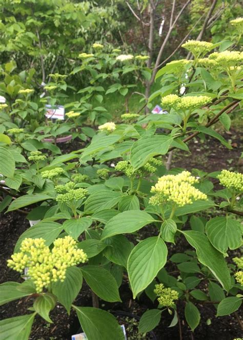 Cornus alternifolia Dogwood - Pagoda, #7 - Behmerwald Nursery