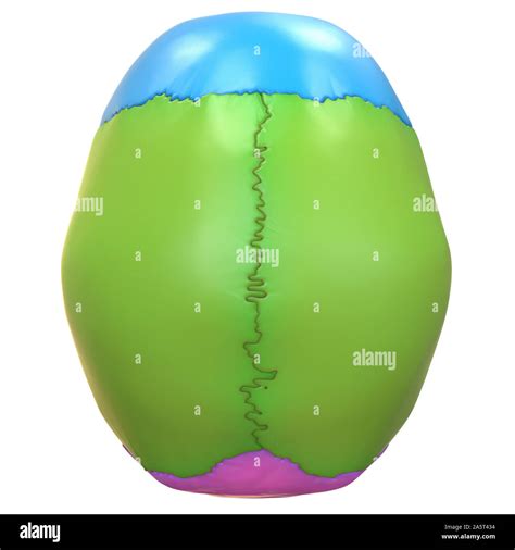 Skull Anatomy Superior View at Bobby Holman blog