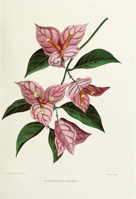 Bougainvillea Drawing at PaintingValley.com | Explore collection of ...