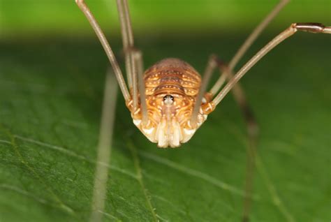 Daddy Long Legs 411 - The Infinite Spider