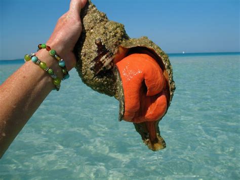 Image result for Conch Shell Animal