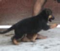 German Shepherd Puppies for Sale in New Delhi, German Shepherd Breeders ...
