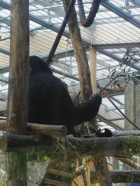 ZooLex Image - Indoor "terrace" exhibit