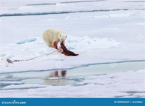 Polar Bears Eating Seals