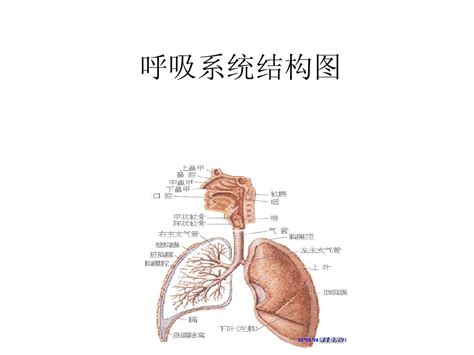 呼吸系统结构图_文档下载